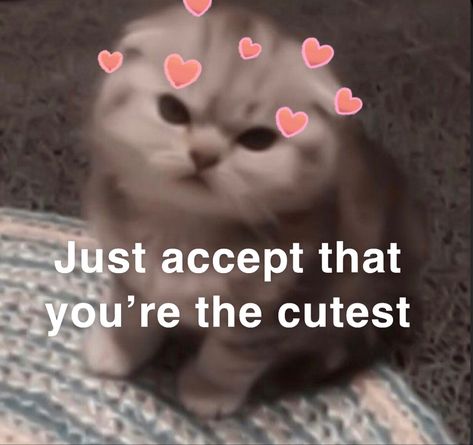 People And Cats, Funny Compliments, Wholesome Pictures, Cute Cat Memes, Silly Cats Pictures, Cute Memes, Funny Reaction Pictures, Cute Texts, Love Memes