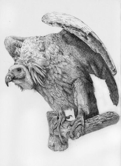 Griffon Vulture drawing 16 x11“ graphite pencil on cartridge by Hannah Blowes Turkey Vulture Drawing, Vulture Sketch, Vulture Drawing Sketches, Egyptian Vulture Drawing, Vulture Drawing, Vulture Illustration, Birds Sketches, Vulture Marvel, Eagle Inktober