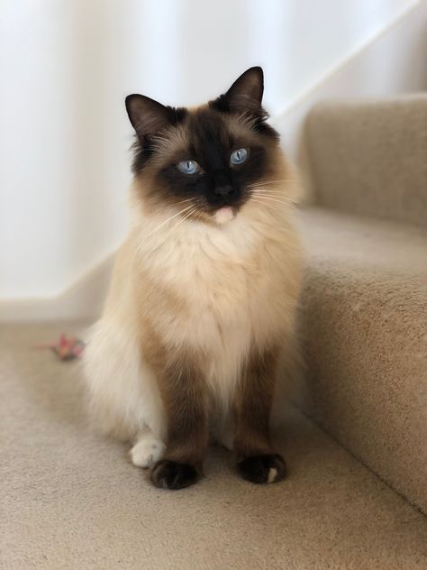 Sumo, Seal point Ragdoll Seal Point Ragdoll Cat, Siamese Aesthetic, Seal Point Ragdoll, Himalayan Persian Cats, Cute Fluffy Kittens, Siamese Kitty, Calming Cat, Birman Cat, Himalayan Cat