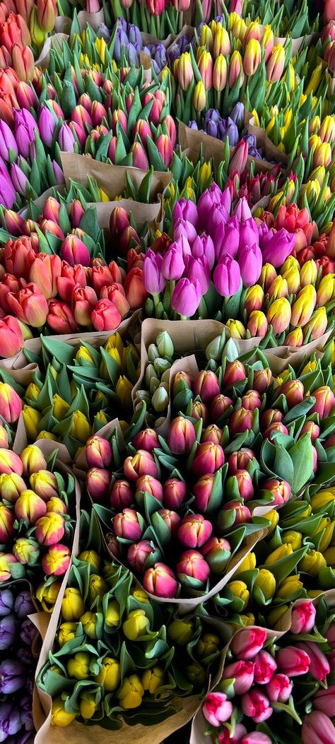 Colorful tulips wallpaper. Tulip Screensaver, Mac Wallpaper Desktop, Tulip Wallpaper, Tulips Wallpaper, Colorful Tulips, Birthday Captions Instagram, Mac Wallpaper, Birthday Captions, Tulip Fields