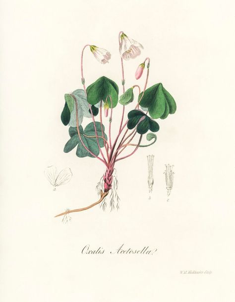 Oxalis Acetosella, Wood Sorrel, Free Illustration Images, Leaf Illustration, Watercolor Poppies, Clover Flower, Antique Illustration, Plant Drawing, Botanical Watercolor