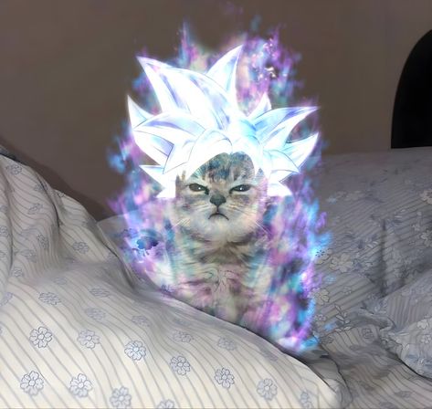 Goku Aesthetic Icon, Mastered Ultra Instinct, 1366x768 Wallpaper Hd, Genos Wallpaper, Anime Kitten, Funny Dragon, Goku Ultra Instinct, Cat Cosplay, Funny Cat Wallpaper