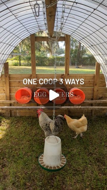 Carisa | Small Farming on 2 Acres on Instagram: "My favorite thing about our coop design is how easy it is to convert into whatever you need it to be 👏🏻 need a safe space to brood your chicks without keeping them in your house? No problem! Need a chicken tractor to raise pastured meat birds? Got it! Need a coop for your egg layers that is easy to clean by simply moving it forward? Got you covered! The nesting boxes & roosting bar are easily removable so you can change things up whenever you need for your flock 🐔 CHICKEN TRACTOR BUILD PLANS are now available! (check the link in my bio) ☺️ . . . . . . . #fresheggs #freerangechickens #meatchickens #pasturedpoultry #chickencoop #chickenfarm #chickentractor #raiseyourownfood #homesteading #farmingwithkids #farmlife #countryliving #slowliving Pastured Poultry, Small Farming, Mobile Chicken Coop, Meat Birds, Chicken Tractor, Coop Design, Build Plans, Free Range Chickens, House No