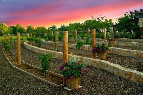 Vineyard Garden Ideas, Vineyard Landscape Design, Home Vineyard, Mini Vineyard, Hillside Vineyard, Front Yard Transformation, Landscaping Walls, Landscape Design Portfolio, Backyard Vineyard