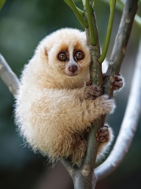 Smiling slow loris :) Slow Loris, Most Beautiful Animals, Unusual Animals, Rare Animals, Pretty Animals, Arte Animal, Weird Animals, Primates, Photography Techniques