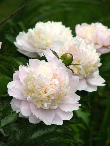 Peony 'Shirley Temple' | christmasnotebook | Flickr Chinese Peonies, Peony Bulbs, Double Peony, Hope Flower, Spring Peony, Paeonia Lactiflora, Peony Root, Perennial Shrubs, Shade Perennials