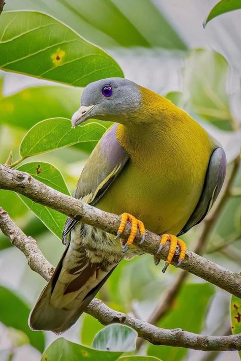 Treron phoenicoptera, Yellow-footed Green Pigeon. Brightly-colored pigeon found in the Indian subcontinent and parts of Southeast Asia. It feeds on fruit, including many species of Ficus. They forage in flocks. In the early morning, they are often seen sunning on the tops of emergent trees in dense forest areas. Found in lowland forest and forest edge, as well as parks, gardens and orchards; a common urban bird in much of its South Asian range. Not very vocal; occasionally gives cooing whistles. Green Pigeon, Birds Photography Nature, Dove Pigeon, Dense Forest, Dove Bird, South Asian, Bird Photography, Art Challenge, Wild Birds