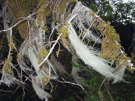 Fruticose Lichens Hand Lens, Natural Ecosystem, Douglas Fir, Aliens, Wild Flowers, Nature