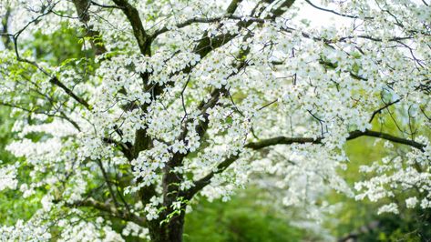 The Best Companion Plants To Grow Under A Dogwood Tree - House Digest Landscaping With Dogwood Trees, Best Companion Plants, Types Of Ferns, Japanese Painted Fern, Dogwood Blooms, Dogwood Tree, Companion Plants, Plants To Grow, Dogwood Trees