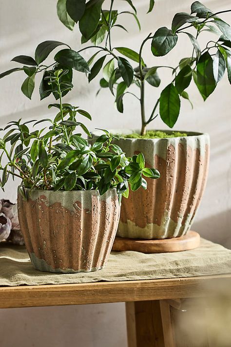 Vertical ribs lend linear elegance to this hand-crafted terracotta vessel. | Ribbed Terracotta Taper Pot in Brown, Size: 7" at Terrain Plant Troughs, Indoor Plants Styling, Iron Plant Stand, Tropical House Plants, Trough Planters, Urn Planters, Flower Pot Garden, Iron Plant, Basket Planters