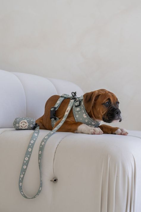 Shop Baby Pets Co Dog Accessories - Aesthetic Dog Collars, Leashes, Harness and Poop Bags for dogs and puppies Aesthetic Dog Leash, Dog Leash Photography, Cute Dog Harness And Leash, Dog Leash Product Photography, Luxury Dog Leash, Collar Aesthetic, Baby Pets, Leash And Collar, Puppy Room