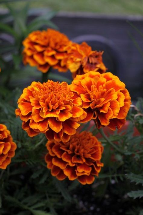 How to Grow and Care for Marigolds in Containers. Marigolds In Garden, Floral Calendar, Community Gardens, Small Pots, Aesthetic Orange, Yennefer Of Vengerberg, Marigold Flower, School Community, Annual Flowers