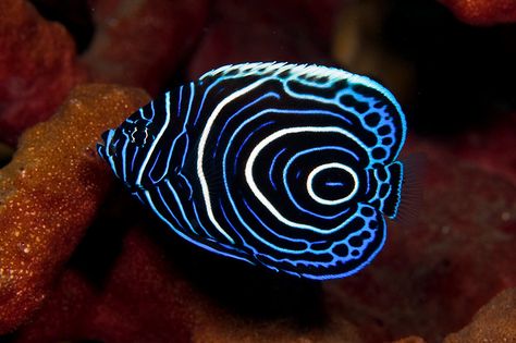 Juvenal Emperor Angelfish via Michael Patrick O'Neill Emperor Angelfish, Marine Aquarium Fish, Mandarin Fish, Marine Aquarium, Marine Fish, Underwater Creatures, Exotic Fish, Aquatic Animals, Angel Fish