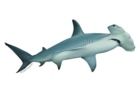 Shark Reference, Scalloped Hammerhead Shark, Scalloped Hammerhead, Hammerhead Sharks, Shark Illustration, Commercial Fishing, Shark Toy, Shark Family, Woodworking Inspiration