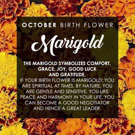 Baby Born Quotes, Born Quotes, Flower Marigold, October Birth Flower, Birthday Month Flowers, October Birth Flowers, Wedding Flower Ideas, Flowers Quotes, October Baby