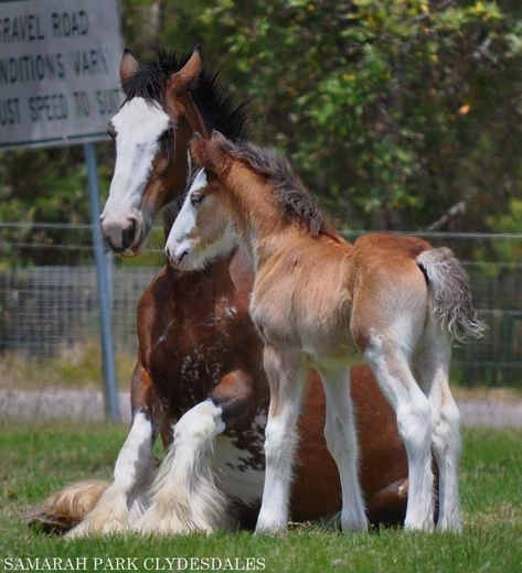 Aw! Cute Clydesdales! Clydesdale Horses, Big Horses, Most Beautiful Horses, Baby Horses, Most Beautiful Animals, Horses And Dogs, Clydesdale, Draft Horses, Pretty Horses