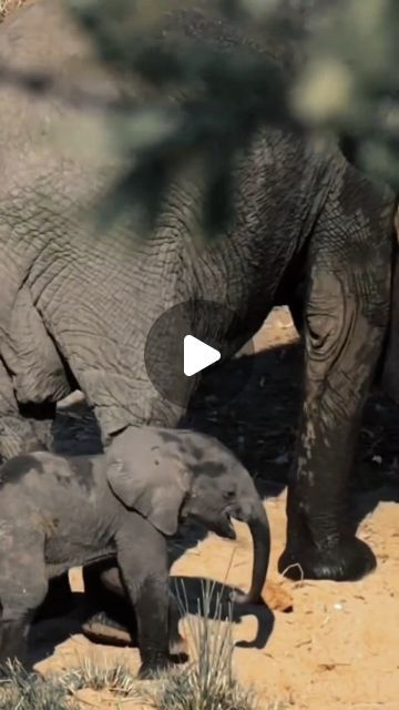 𝙀𝙡𝙚𝙥𝙝𝙖𝙣𝙩𝙨 𝙒𝙤𝙧𝙡𝙙 🐘 on Instagram: "Mom is everything! 😍🐘❤️ ▪️ 🐘 𝐓𝐚𝐠 𝐚𝐧 𝐄𝐥𝐞𝐩𝐡𝐚𝐧𝐭 𝐥𝐨𝐯𝐞𝐫 𝐚𝐧𝐝 𝐬𝐡𝐚𝐫𝐞 🐘 ▪️ 𝐈𝐟 𝐲𝐨𝐮 𝐥𝐨𝐯𝐞 𝐄𝐥𝐞𝐩𝐡𝐚𝐧𝐭𝐬 𝐭𝐡𝐞𝐧 𝐝𝐨 𝐟𝐨𝐥𝐥𝐨𝐰 👇 @elephantsofworld ▪️ ▪️ ▪️ 𝑫𝑴 𝒇𝒐𝒓 𝒄𝒓𝒆𝒅𝒊𝒕 ▪️ ▪️ ▪️ ➖ ➖ ➖ ➖ ➖ ➖ ➖ ➖ ➖ ➖ ➖ ➖ #elephant #elephantlove #elephants #elephantlover #elephantlovers #elephantfamily #elephantsofworld #elephantparade #elephantjournal #elephantsantuary #elephantbaby#elephantorphanage #elephant🐘 #elephantears #elephantrock #elephantbar #elephantear #elephantear #elephantcamp #elephantjunglesanctuary #elephantarmy#elephantrescue #elephantconservation #elephantshirt #elephantandcastle #elephantpants #elephantsafari #elephantday" Elephant Craft, Elephant World, Elephant Camp, Elephant And Castle, Elephant Rock, Instagram Mom, Elephant Parade, Elephant Pants, Elephant Shirt