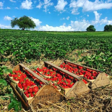 Here Are The 9 Best Pick-Your-Own Fruit Farms In Maryland Photos For Vision Board, Orchard Garden, Strawberry Farm, Strawberry Season, Berry Picking, Strawberry Garden, Strawberry Picking, Fruit Picking, Farm Photography