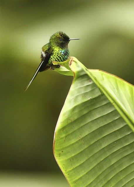 Bee Hummingbird, Hummingbird Pictures, Photo Animaliere, Hummingbird Art, Tiny Bird, Bird Pictures, Exotic Birds, The Bee, Pretty Birds