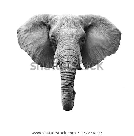 Elephant Head Drawing, Mandala Elephant Tattoo, Elephant Images, Tattoo Background, Elephant Face, Elephant Illustration, Elephant Drawing, Face Pictures, Elephant Tattoos