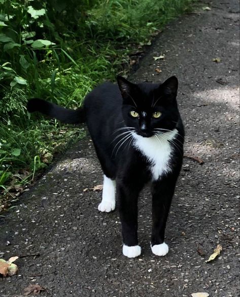 Black And White Tuxedo Cat, Better Cr Dr Aesthetic, Tuxedo Cat Aesthetic, Cats Tuxedo, Black Tabby Cat, Black Tuxedo Cat, Making Wallpaper, Black And White Cats, Warrior Cats Books