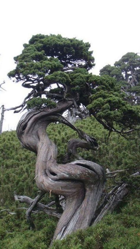 Weird Trees, Ancient Trees, Matka Natura, Twisted Tree, Old Tree, Old Trees, Fotografi Alam Semula Jadi, Ancient Tree, Unique Trees