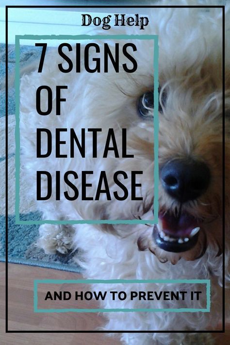 #DogHealth #DogOralHygiene #DentalTipsForDogs #CanineHelp #DoggyDental  How to keep your dog's teeth clean? Why is #OralHealthForDogs so important? What to do, if your dog won't let you brush his teeth? #NaturalTeethCleaners #NaturalDogHealth Dog Dental Health, Dogs Teeth, Dental Decay, Dog Health Tips, Dog Teeth Cleaning, Teeth Health, Dog Dental, Animal Health, Dog Health Care