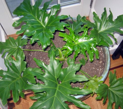 Easy Houseplants - Tree Philodendron Tree Philodendron Care, Xanadu Plant, Tree Philodendron, Indoor Plants Bathroom, Indoor Plants Bedroom, Easy Houseplants, Indoor Palm Trees, Philodendron Care, Holiday Cactus