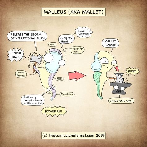 Comical Anatomist, Anatomy Mnemonics, Lvn Nurse, Biological Anthropology, Clinical Chemistry, Basic Anatomy And Physiology, Nursing Mnemonics, Medical Laboratory Science, Funny Statements