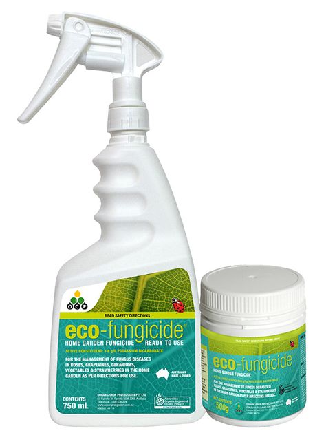 eco-fungicide is a registered organic fungicide for the control of powdery mildew, black spot and rust. Safe for veggies and ornamental plants. Organic Fungicide, Pest Prevention, Household Pests, Types Of Insects, Bees And Wasps, Garden Weeds, Pest Management, Disease Control, Powdery Mildew