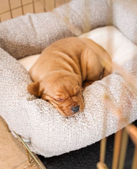 Do you know if you should use A Dog Cage Or A Dog Bed? - Head to the Information Hub to read more!   P.S, our Cozy & Calming Puppy Cage Bed In Mink Bouclé by Lords & Labradors are both cage beds & stand alone puppy beds ! Cage Bed, Puppy Cage, Bed Stand, Dog Cage, Puppy Beds, Dog Photoshoot, Dog Cages, Standing Alone, Bed Head