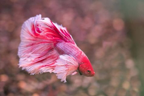 Elephant Ear Betta Appearance Breeding Betta Fish, Betta Fish Care, Selective Breeding, Betta Tank, Betta Fish Tank, Fish Care, Hiding Spots, Elephant Ears, Pink Orchids