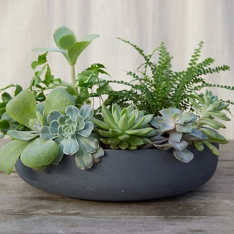 Succulent Garden Outdoor, Garden Bowl, Truck Garden, Succulent Bowls, Succulent Landscape Design, Succulent Garden Indoor, نباتات منزلية, Succulent Landscaping, Succulent Garden Diy