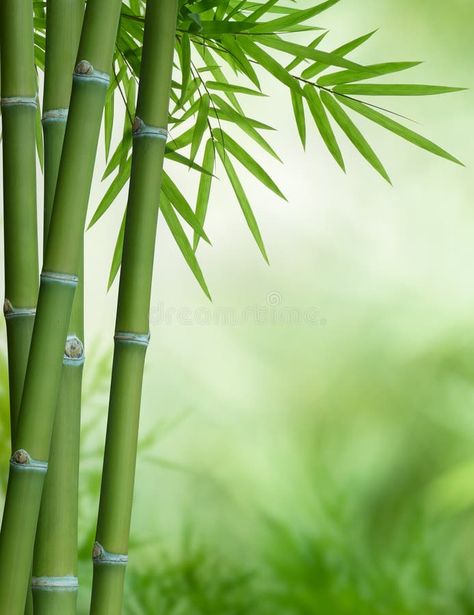 Spa Background, Bamboo Background, Graphic Design Inspiration Poster, Inspiration Poster, Bamboo Stalks, Bamboo Tree, Light Beam, Aesthetic Photography, Graphic Design Inspiration