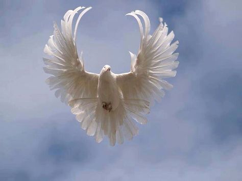 Dove with wings spread. Looks like an angel! Dove Drawing, Dove Wing, Dove Pictures, Bird Wings, Peace Dove, Angels Among Us, White Doves, Colorful Birds, Animal Photo