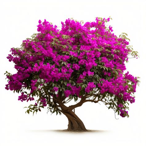 Bougainvillea Tree, Colorful Shrubs, Miles Spiderman, Tree Png, Sunset Background, Flowering Shrubs, Purple Sky, Tree Illustration, Tree Drawing