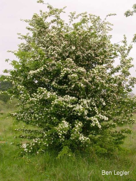 Common (English) hawthorn identification and control: Crataegus monogyna - King County Hawthorn Bush, Common Hawthorn, Crataegus Monogyna, Hawthorn Tree, Tree Identification, Forest Habitat, Invasive Plants, Single Tree, Clay Soil