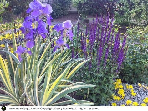 Drought Tolerant Perennial Combo with Great Foliage and Colorful Blooms Blooming Shrubs, Adding Curb Appeal, Full Sun Garden, Flower Garden Plans, Drought Tolerant Perennials, Garden Plan, Sun Garden, Herbaceous Perennials, Colorful Plants