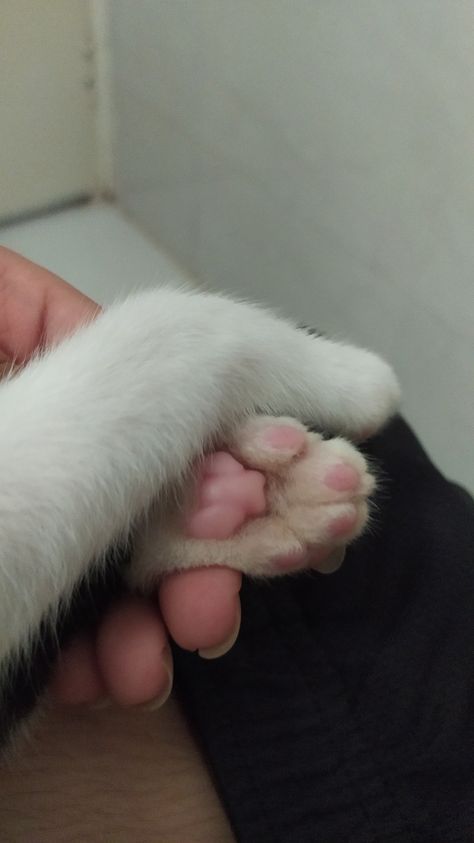 Kitty paw | aesthetic Paw Aesthetic, Cat And Human, Hand Aesthetic, Cat Paw, Human Hand, Cat Paws, Kitty, Human, Quick Saves