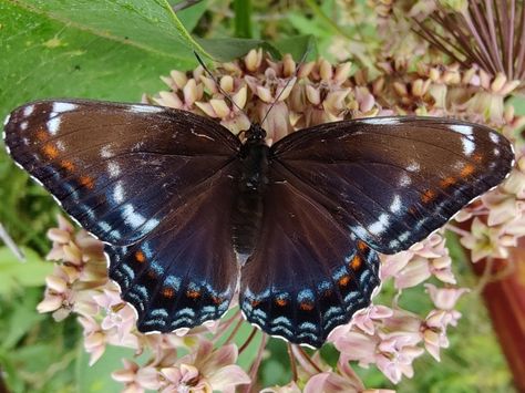 White Admiral × Red-spotted Purple from Wardsboro, VT 05355, USA on July 04, 2023 at 10:07 AM by Gus Rivers · iNaturalist July 4, Twitter Instagram, Butterflies, Purple, 10 Things, Red, White