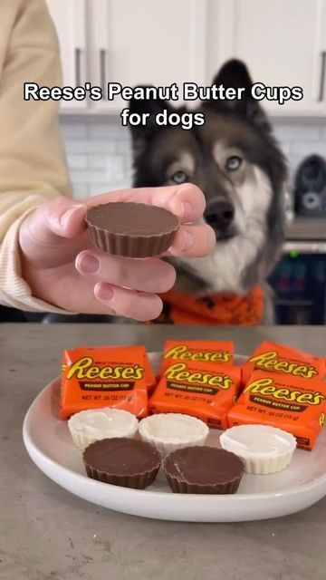 @eatinghealthytoday on Instagram: "🐶 Sweet Treats For Your Dog! Made by @thehuskyfam" Dog Trick Or Treat, Reese's Chocolate, Trick Or Treaters, Reeses Peanut Butter Cups, Dog Hacks, Dog Treat, Trick Or Treater, Peanut Butter Cups, Dog Trainer