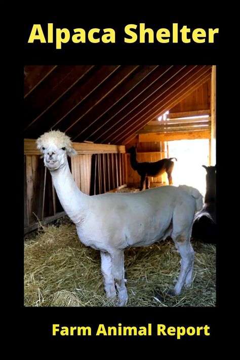 Alpaca Barn Ideas, Alpaca Enclosure, Alpaca Shelter, Barn Layout, Coeur D'alene Idaho, Animal Report, Small Barns, Alpaca My Bags, Mini Barn