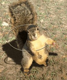 Dancing Squirrel GIFs | Tenor Funny Squirrel Pictures, Purple Squirrel, Squirrel Pictures, Squirrel Funny, Mambo, Koala Bear, Squirrels, Funny Cards, Chipmunks