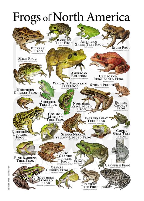 A colorful collage of scientifically accurate illustration of various species of frogs native to the United States. The layout features over twenty different types of frog, including some of the US's most endangered species. Species included: AMERICAN BULLFROG (Lithobates catesbeianus) AMERICAN GREEN TREE FROG (Hyla cinerea) BARKING TREE FROG (Hyla gratiosa) BOREAL CHORUS FROG (Pseudacris maculata) CALIFORNIA RED-LEGGED FROG (Rana draytonii) COMMON MEXICAN TREE FROG (Smilisca baudinii) COPE'S GR Frogs Of North America, Types Of Frogs Poster, Frog Types, Different Types Of Frogs, American Green Tree Frog, American Bullfrog, Gray Tree Frog, Types Of Frogs, Frog Habitat