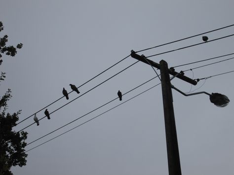 (165) Cliche birds on powerline photo on Hepburn Street, Auckland Central. Birds On Powerline, Star Photography, Picture Boards, Type Illustration, Sky Photos, Scene Design, Art Series, I Wallpaper, Art Tips