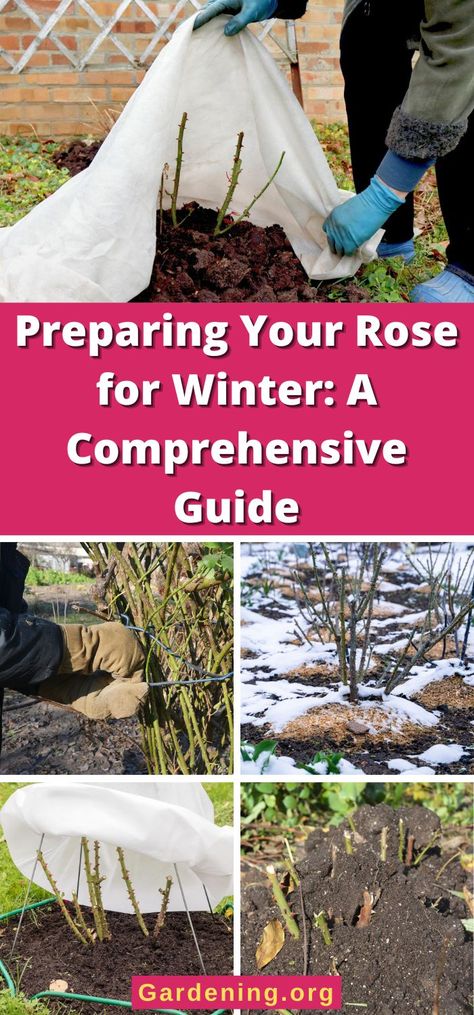 Preparing Roses for Winter: A Comprehensive Guide How To Cover Roses For Winter, Pruning Climbing Roses For Winter, Preparing Roses For Winter, Prepping Garden For Winter, Overwintering Plants, Preparing Garden For Winter, How To Prepare Garden For Winter, Lady Banks Rose, Garden Preparation