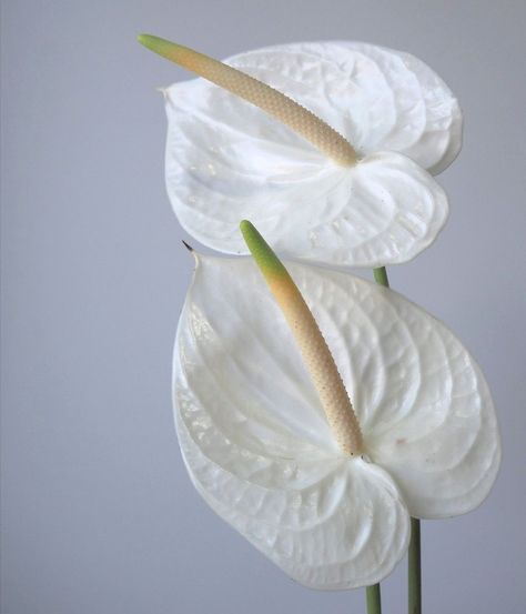 Tropical White Wedding, Green Anthurium, Light Yellow Weddings, White Anthurium, Anthurium Bouquet, Contemporary Wedding Decor, White Tropical Flowers, Green And White Wedding Flowers, Flower List