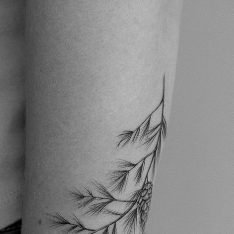 Pine Tattoo Minimalist, Fine Line Juniper Tattoo, Pine Needle Tattoo Branches, Pine Leaves Tattoo, Spruce Branch Tattoo, Pine Leaf Tattoo, White Pine Tree Tattoo, Fine Line Pine Tree Tattoo, White Pine Tattoo