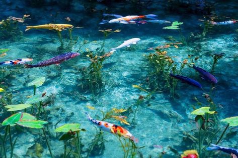 Epic Backgrounds, Lilly Pond, Royal Animals, Underwater Wallpaper, Fish Background, Water Aesthetic, Underwater Art, Koi Fish Pond, Fish Wallpaper