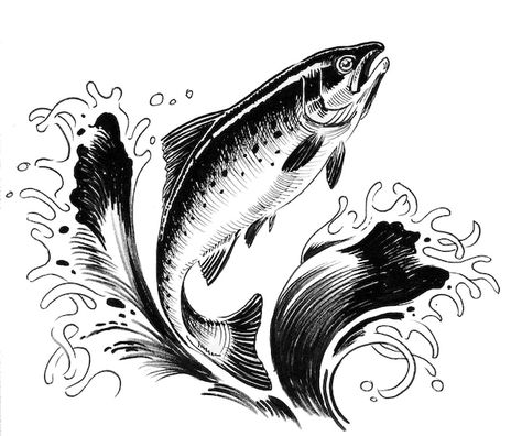 Jumping salmon fish. ink black and white... | Premium Photo #Freepik #photo #fish-sketch #fish #sea-fish #aquatic Salmon Jumping Out Of Water, Salmon Tattoo, Fish Outline, Water Tattoo, Water Drawing, Salmon Fish, Fish Drawings, Outline Drawings, Black And White Drawing